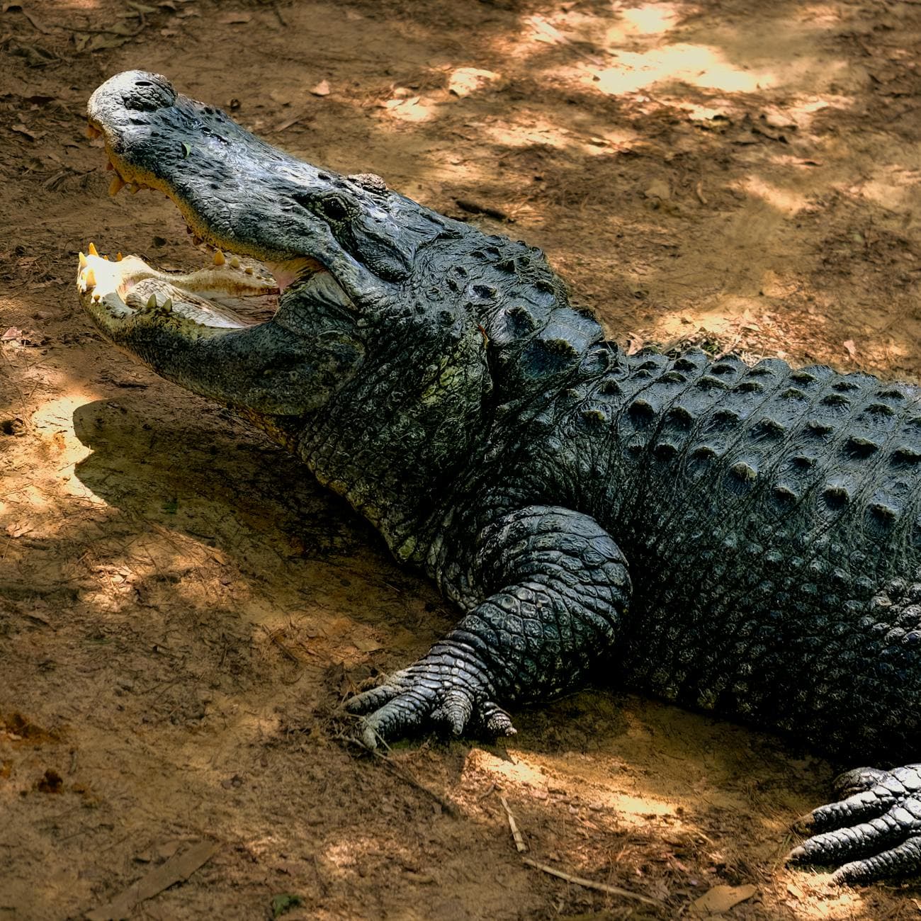 Riverbanks Zoo
