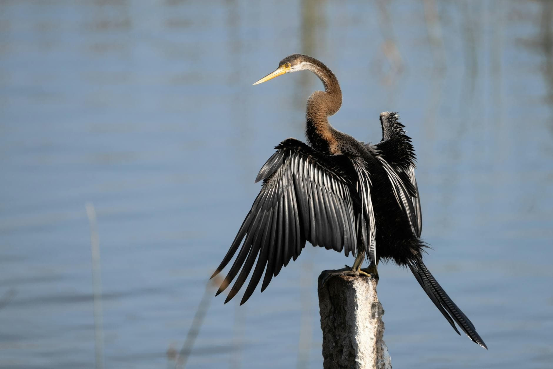 Myakka River SP