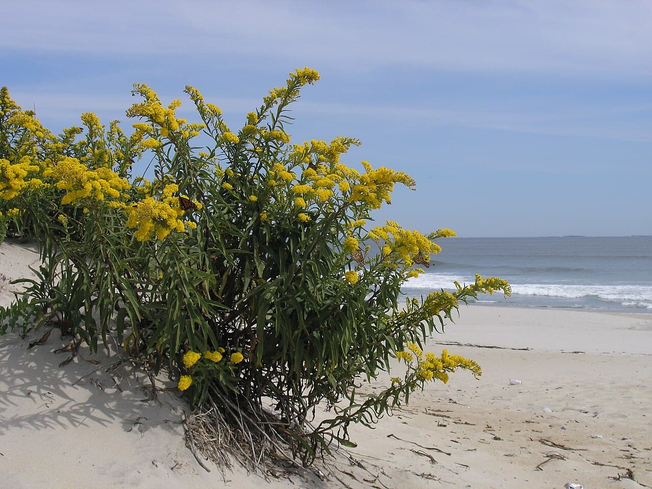 Hampton Beach