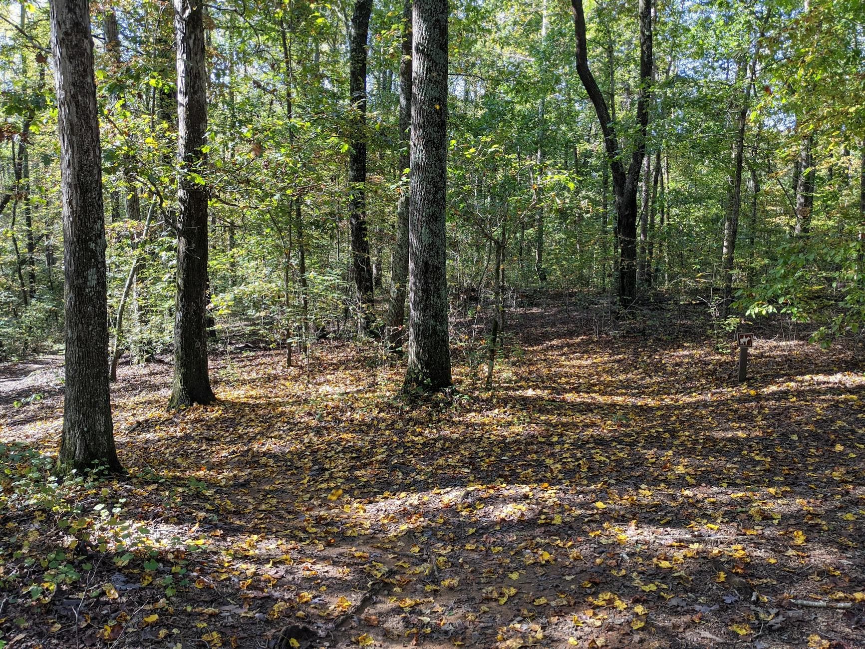 Anderson/Clemson area