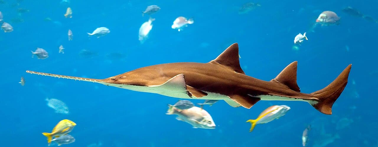 Georgia Aquarium