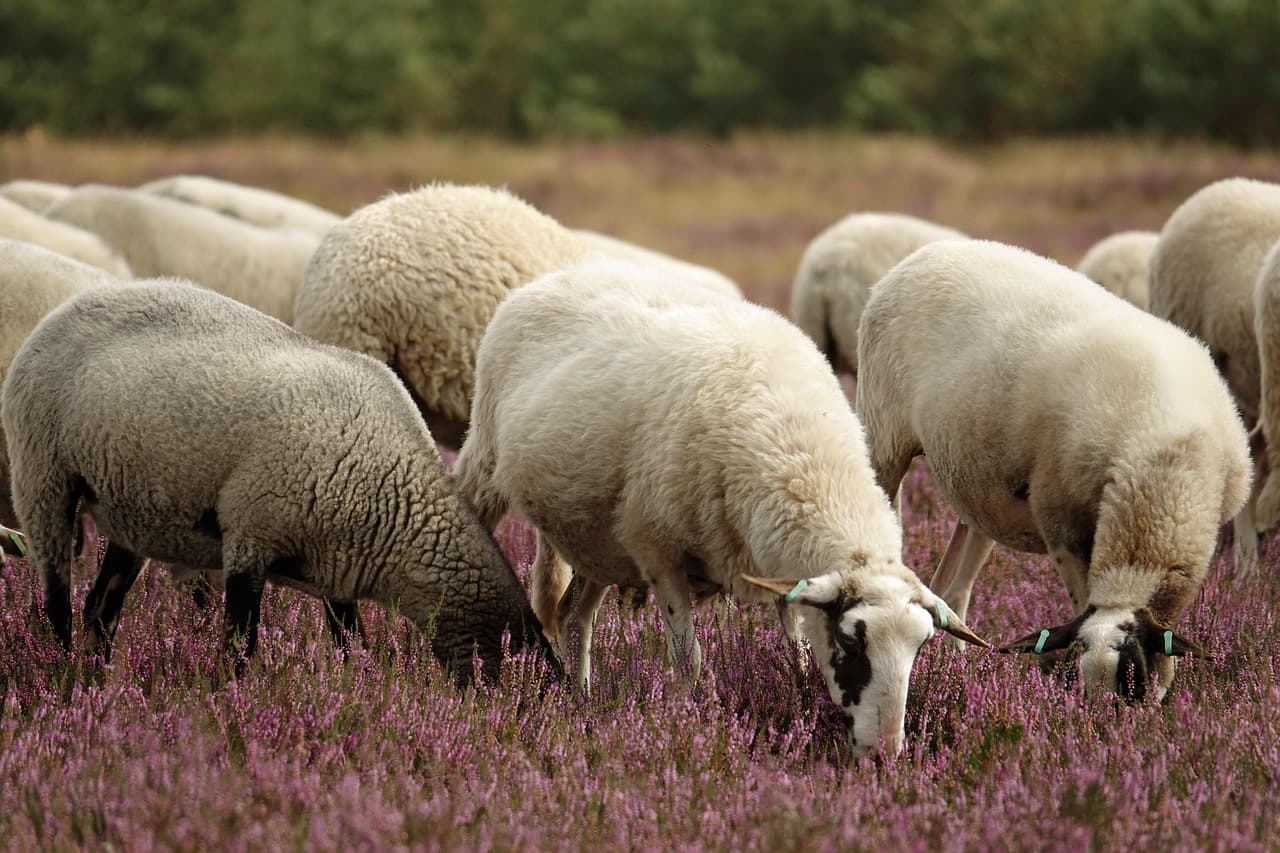 Sheep Mountain Table