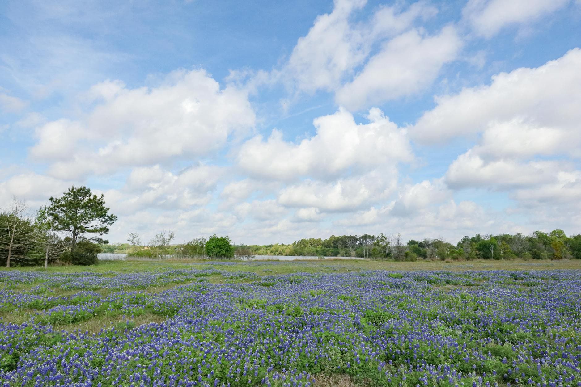 Bluebonnet Swamp