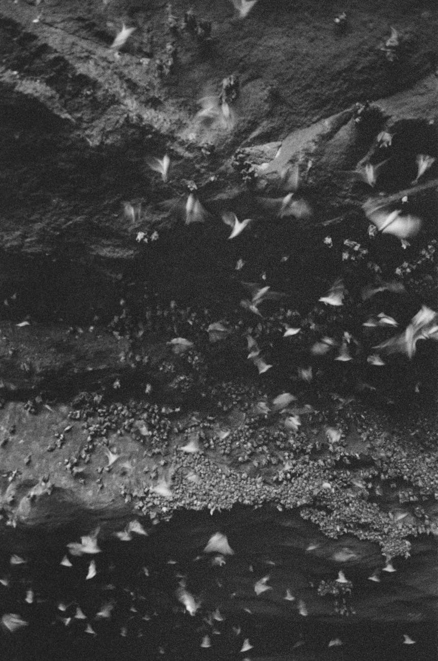 Bat Flight (evening)