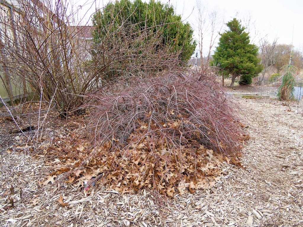 Morton Arboretum