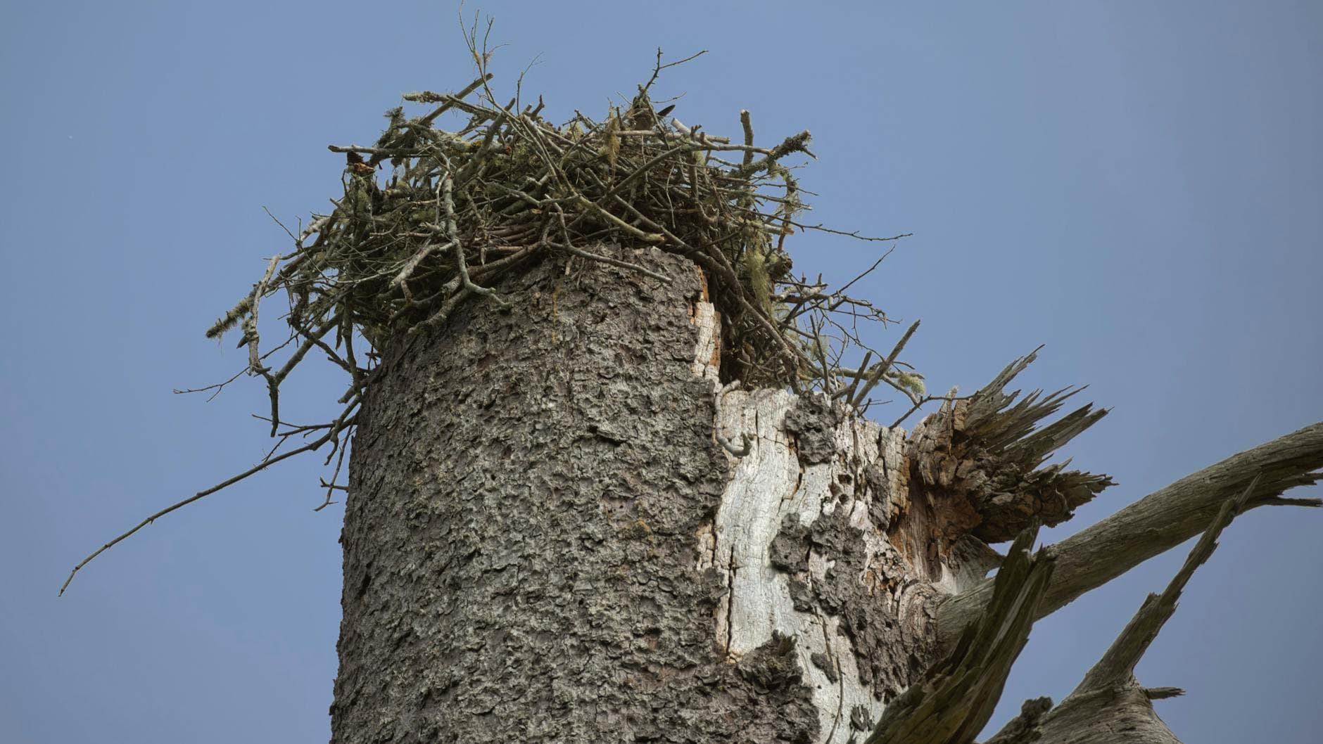 Eagle Nest