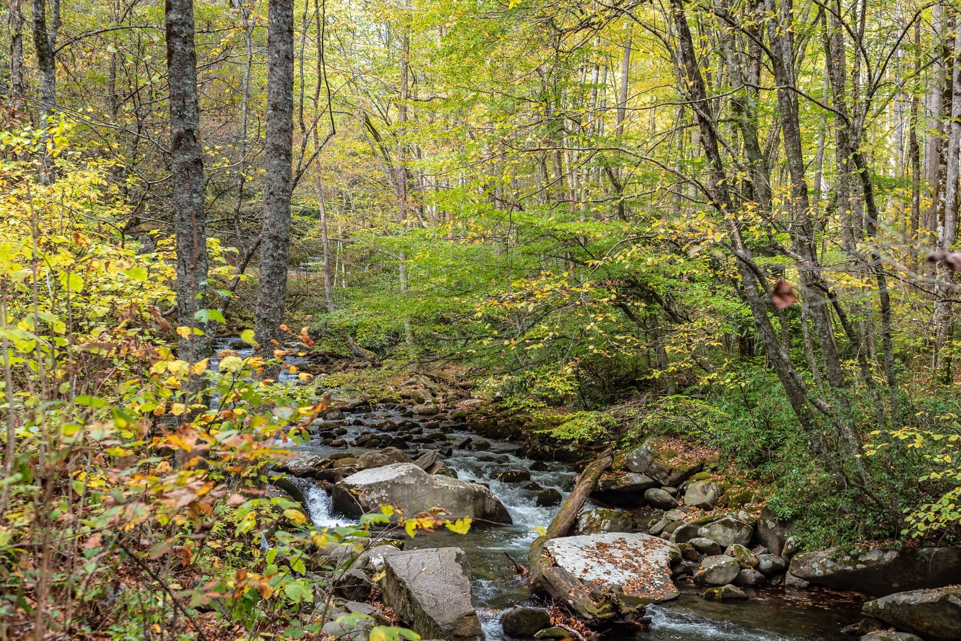 Panther Creek Falls Trail