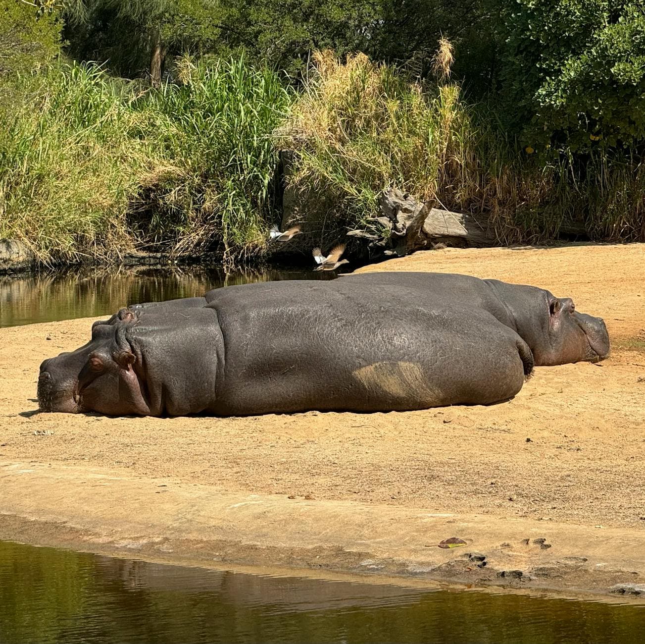 Riverbanks Zoo