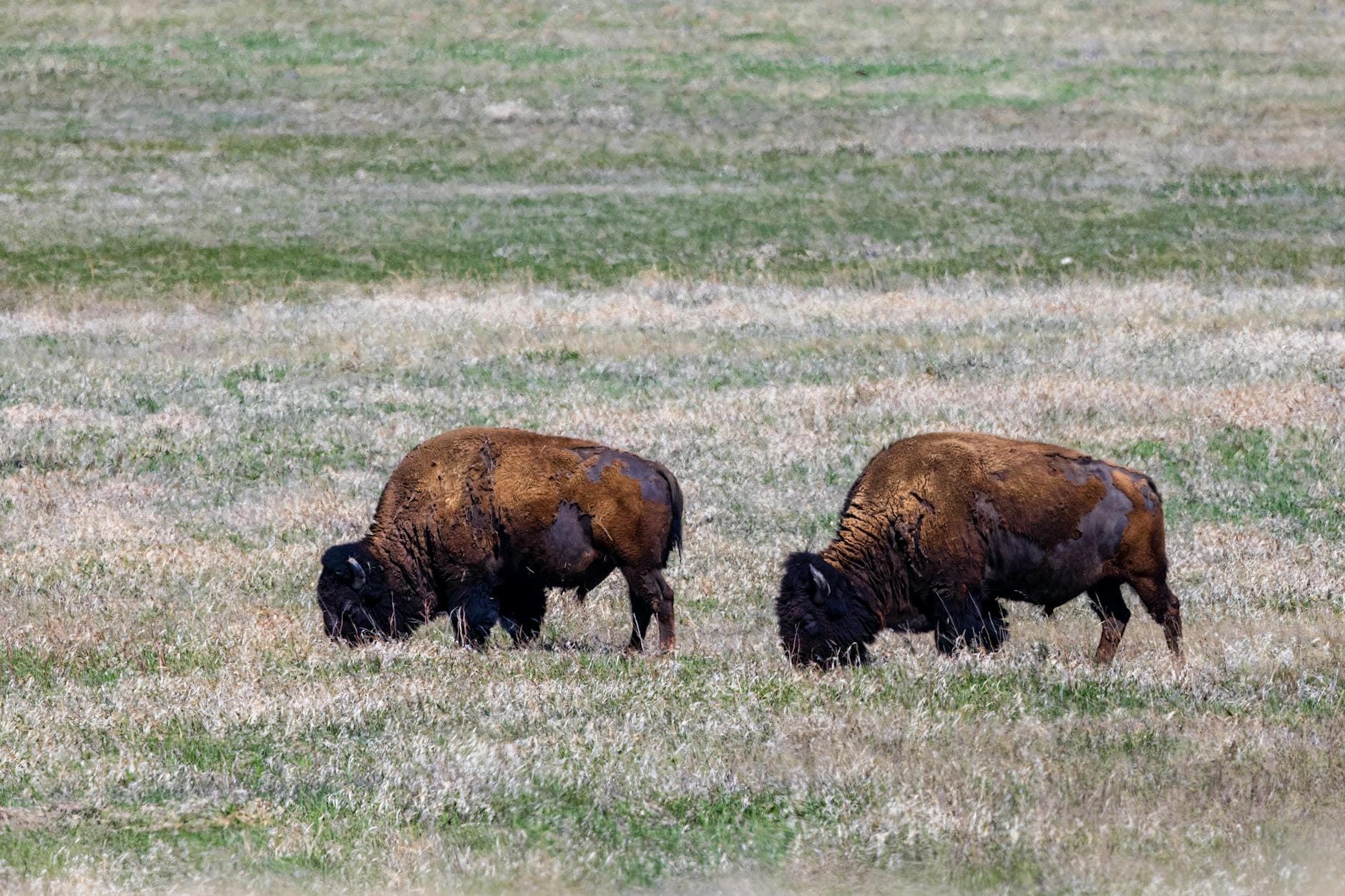 Cameron Prairie NWR