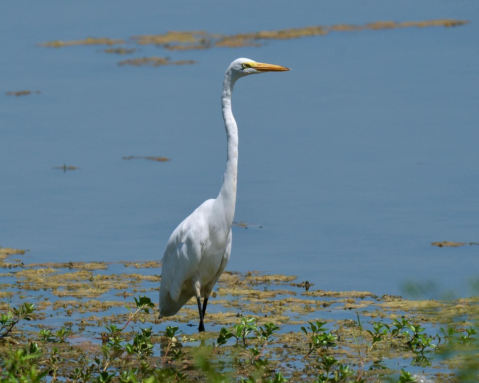 Sabine NWR