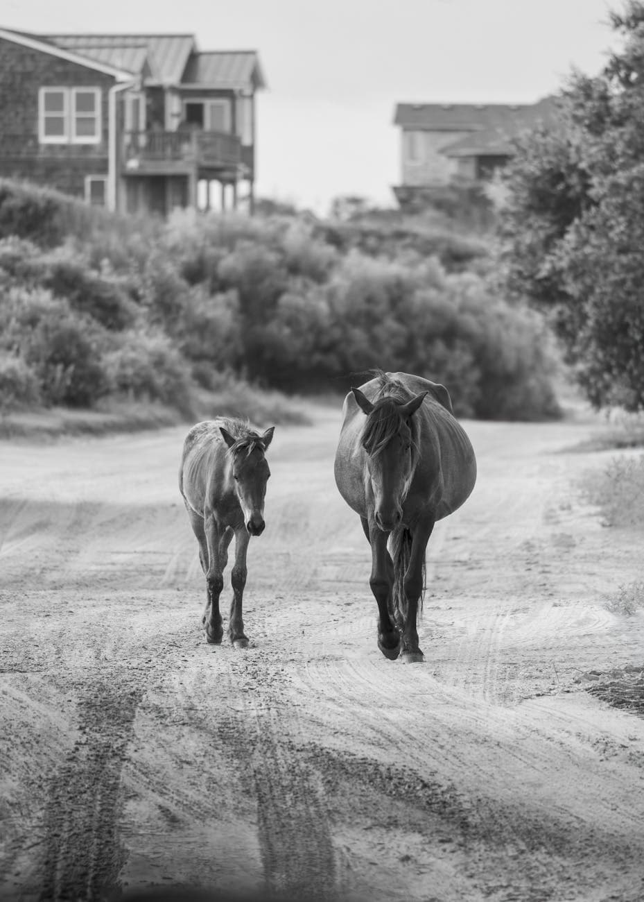 Shackleford Banks (wild horses)
