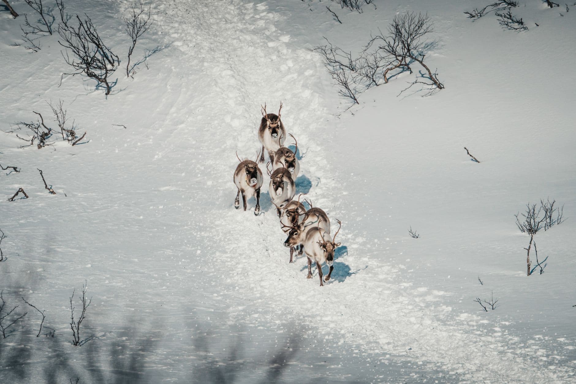 Caribou Migration Route Trail