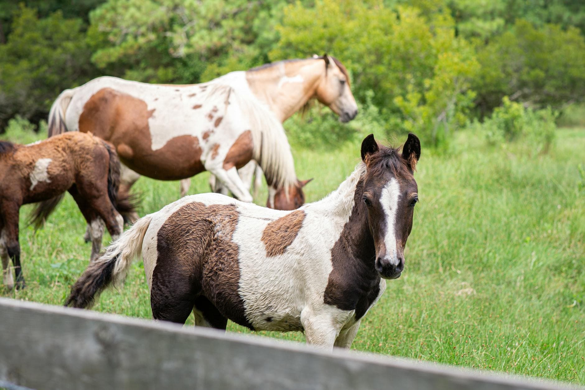 Chincoteague NWR (wild ponies)