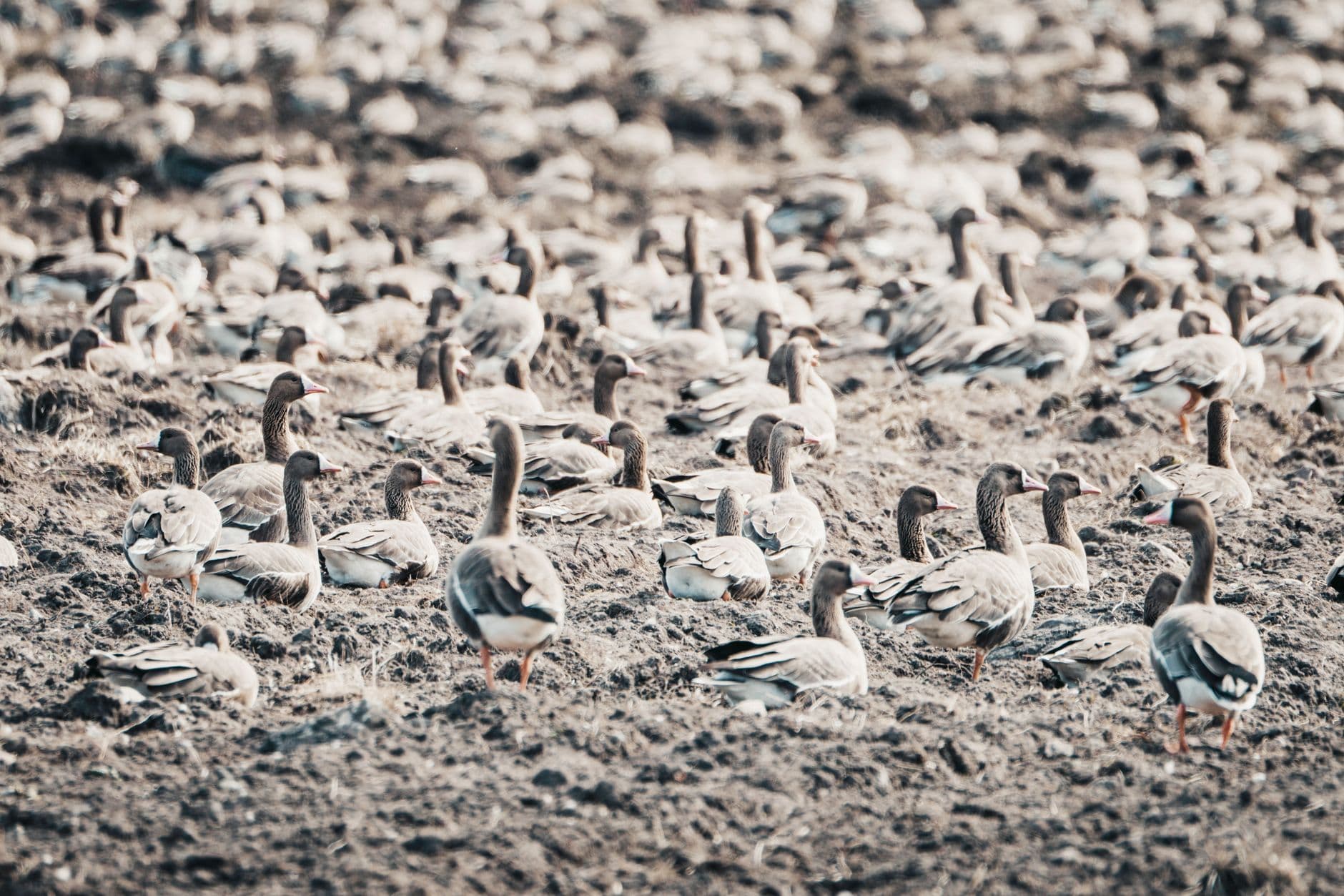 Creamer's Field Migratory Waterfowl Refuge