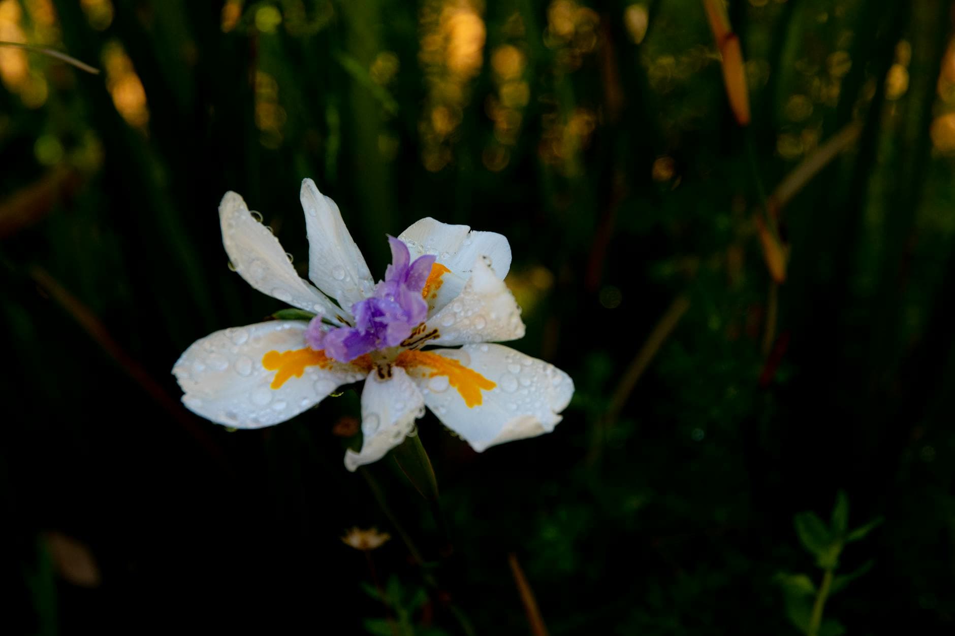 Cape Fear Botanical Garden