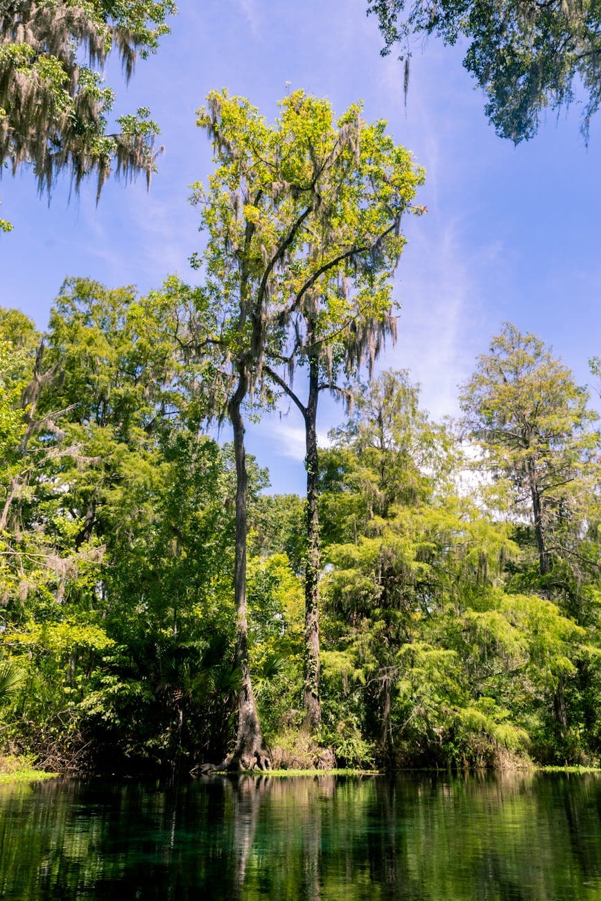 Silver Springs SP