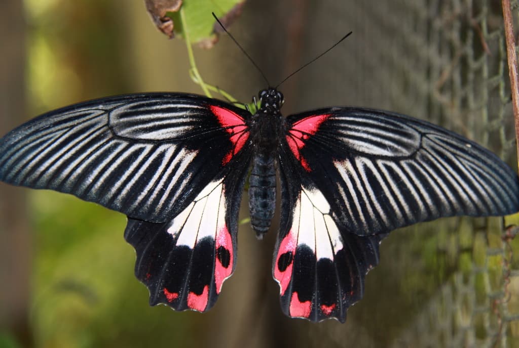Butterfly World