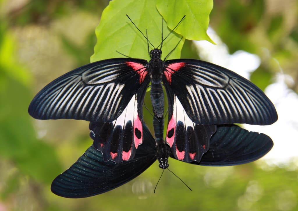 Butterfly World