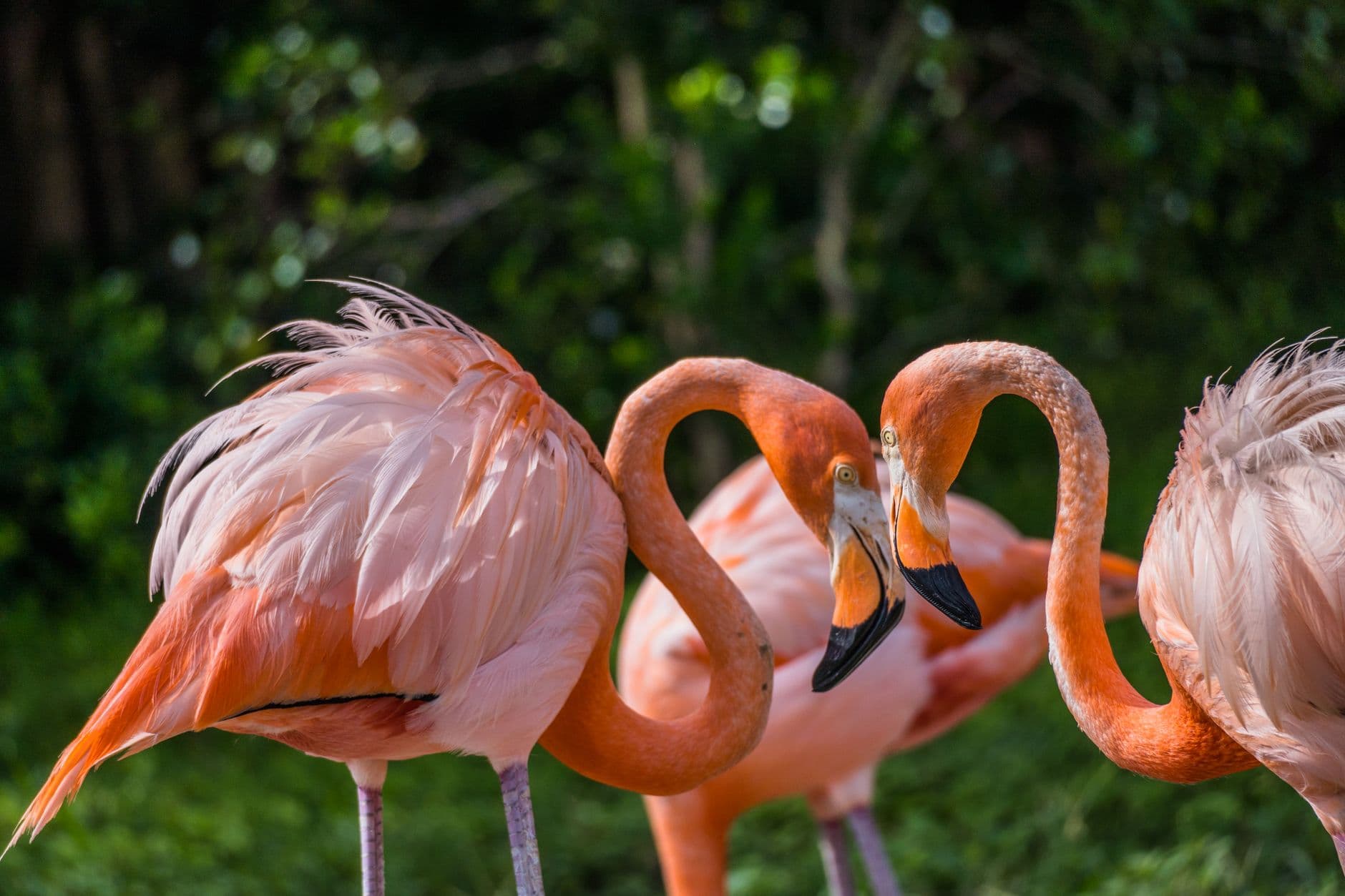 Flamingo Gardens