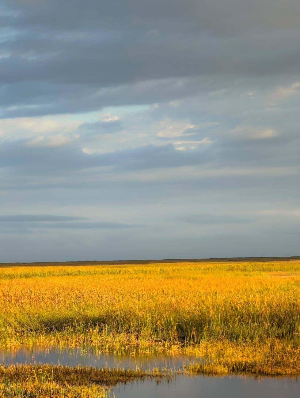 Paynes Prairie SP
