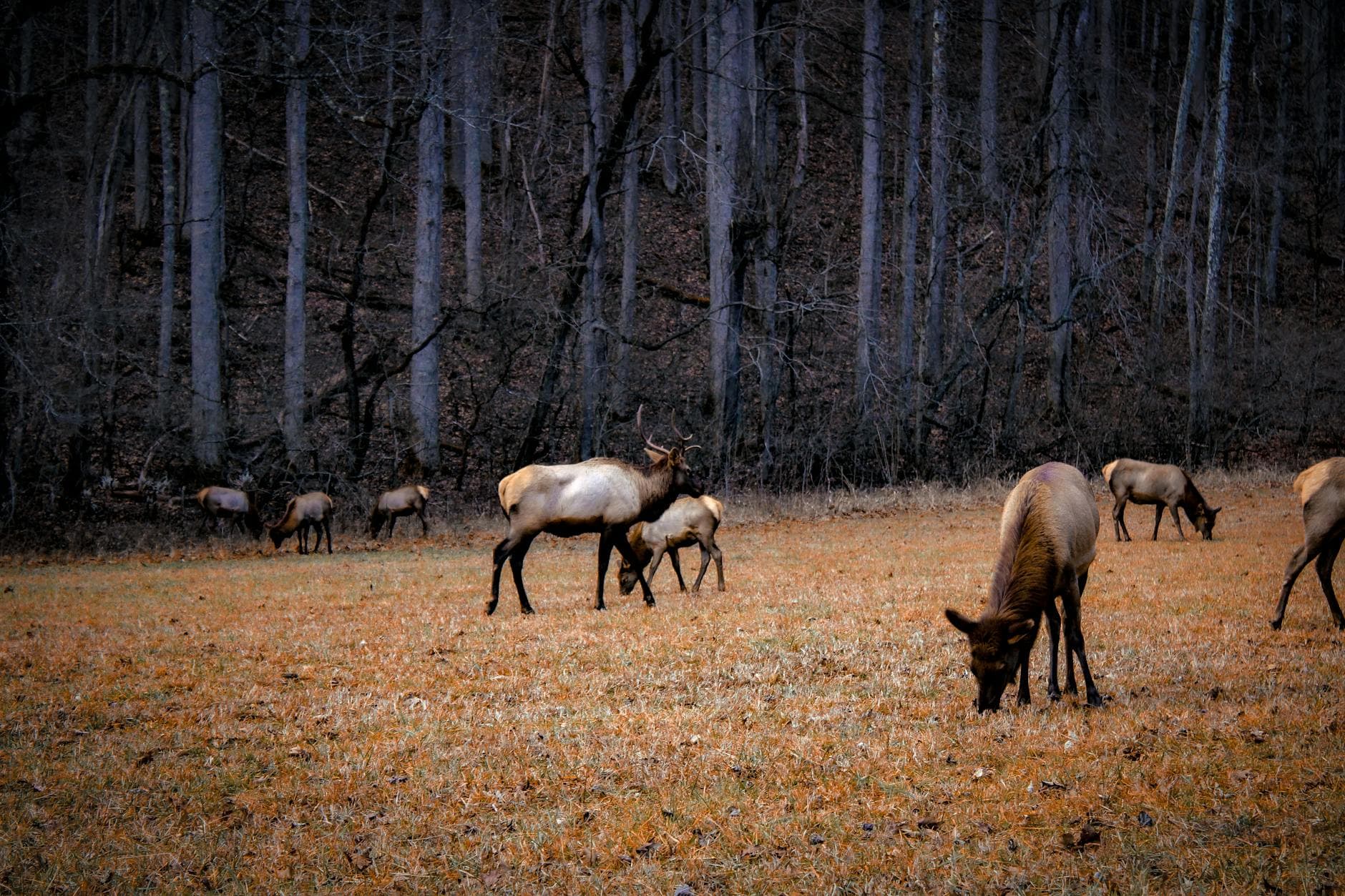 Cataloochee Valley (elk)