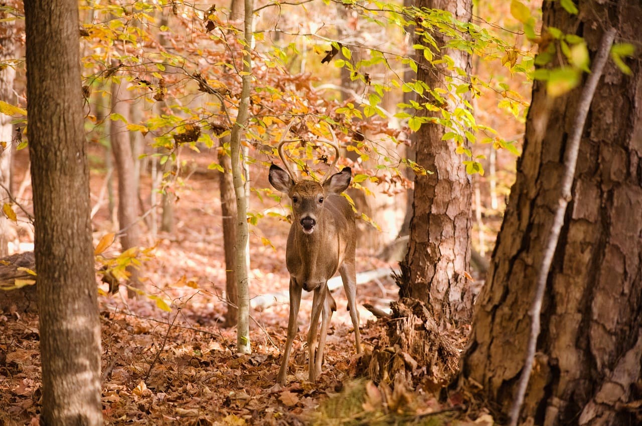 Laurel Falls Trail