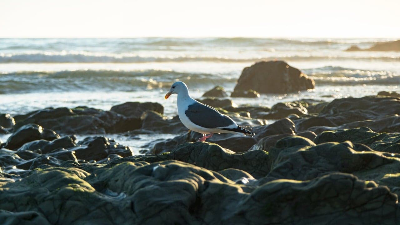 Bay Beach Wildlife Sanctuary