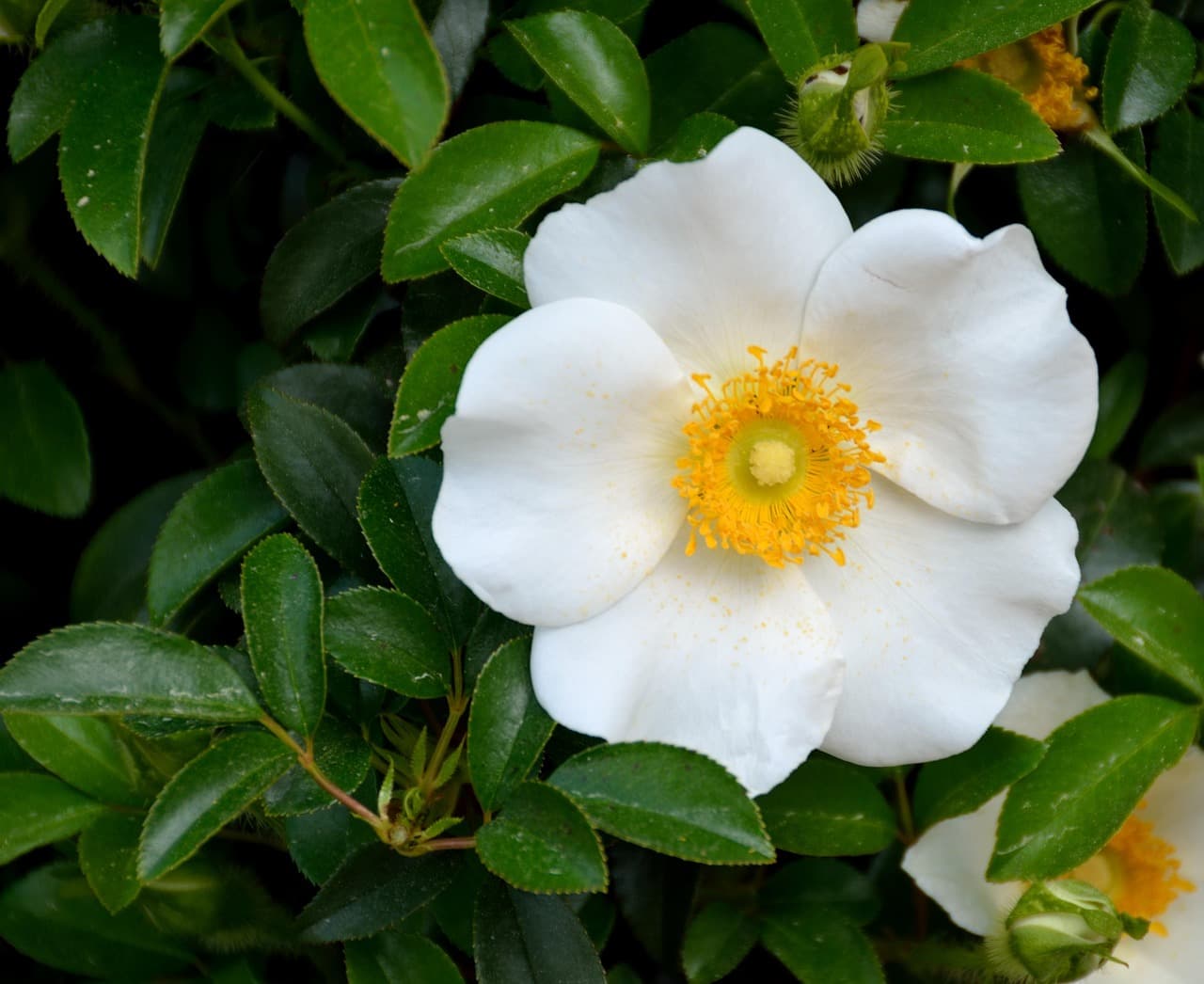 State Botanical Garden of Georgia