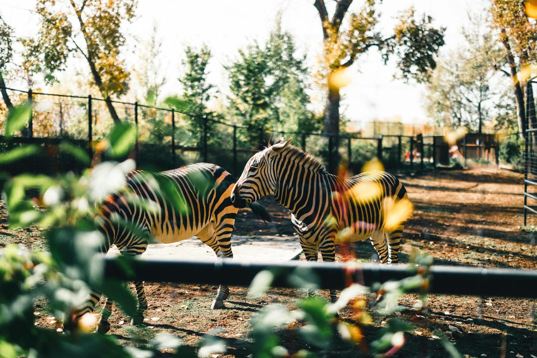 Tautphaus Park Zoo