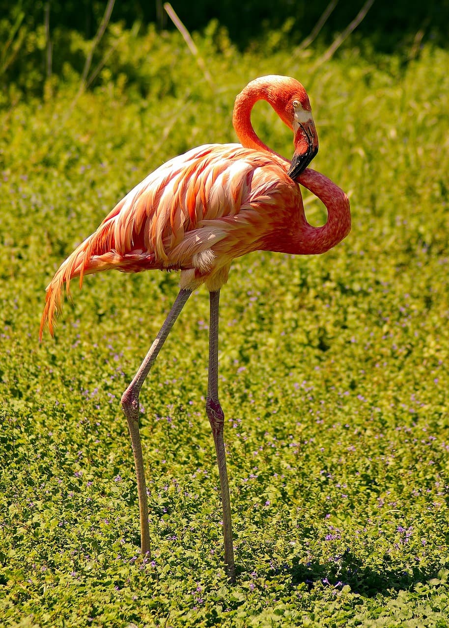 Henry Vilas Zoo