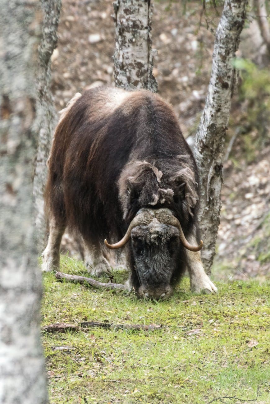 Musk Ox Farm (Palmer)