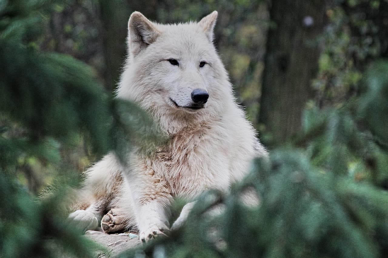 Wolf Cave