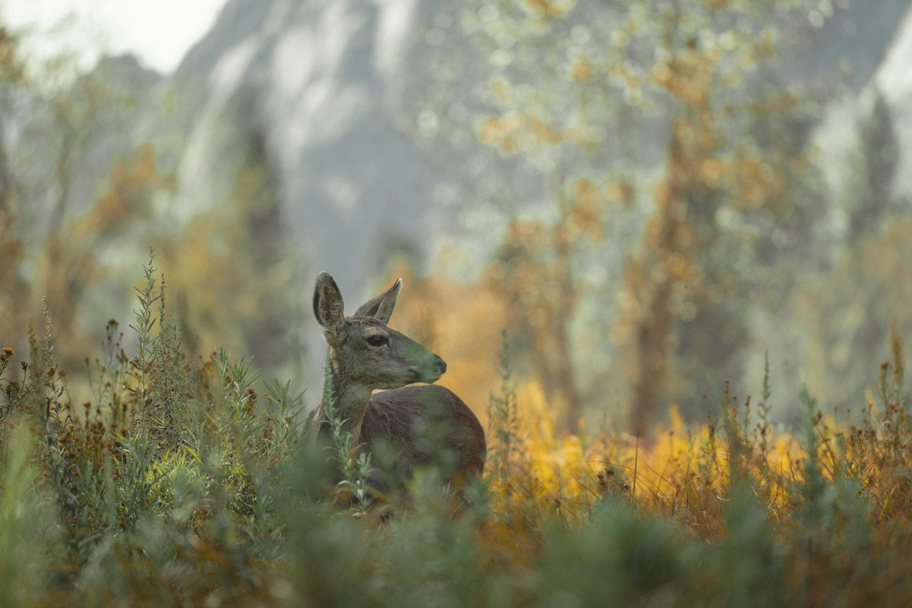 Methow Wildlife Area