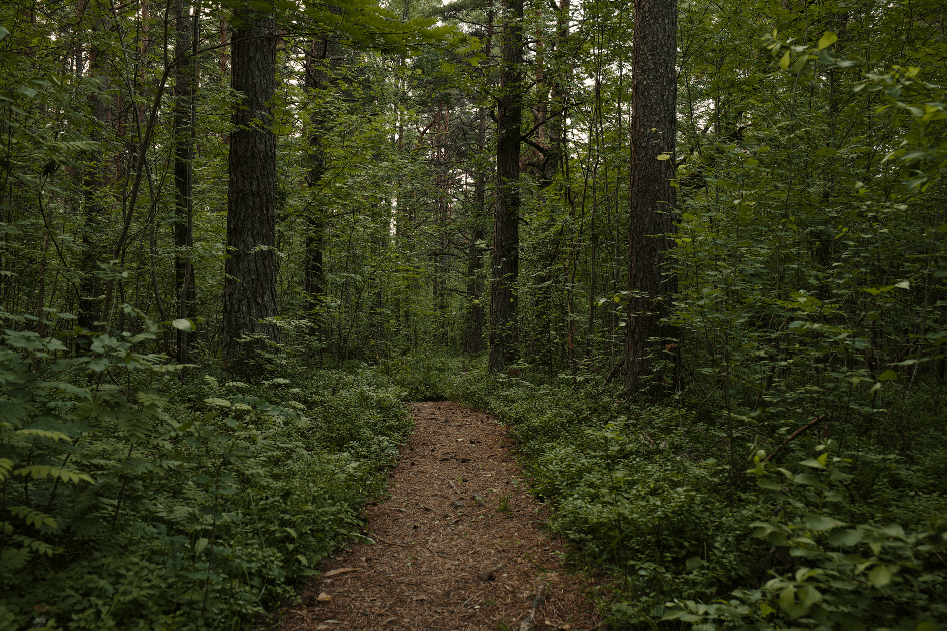 Oak Leaf Trail