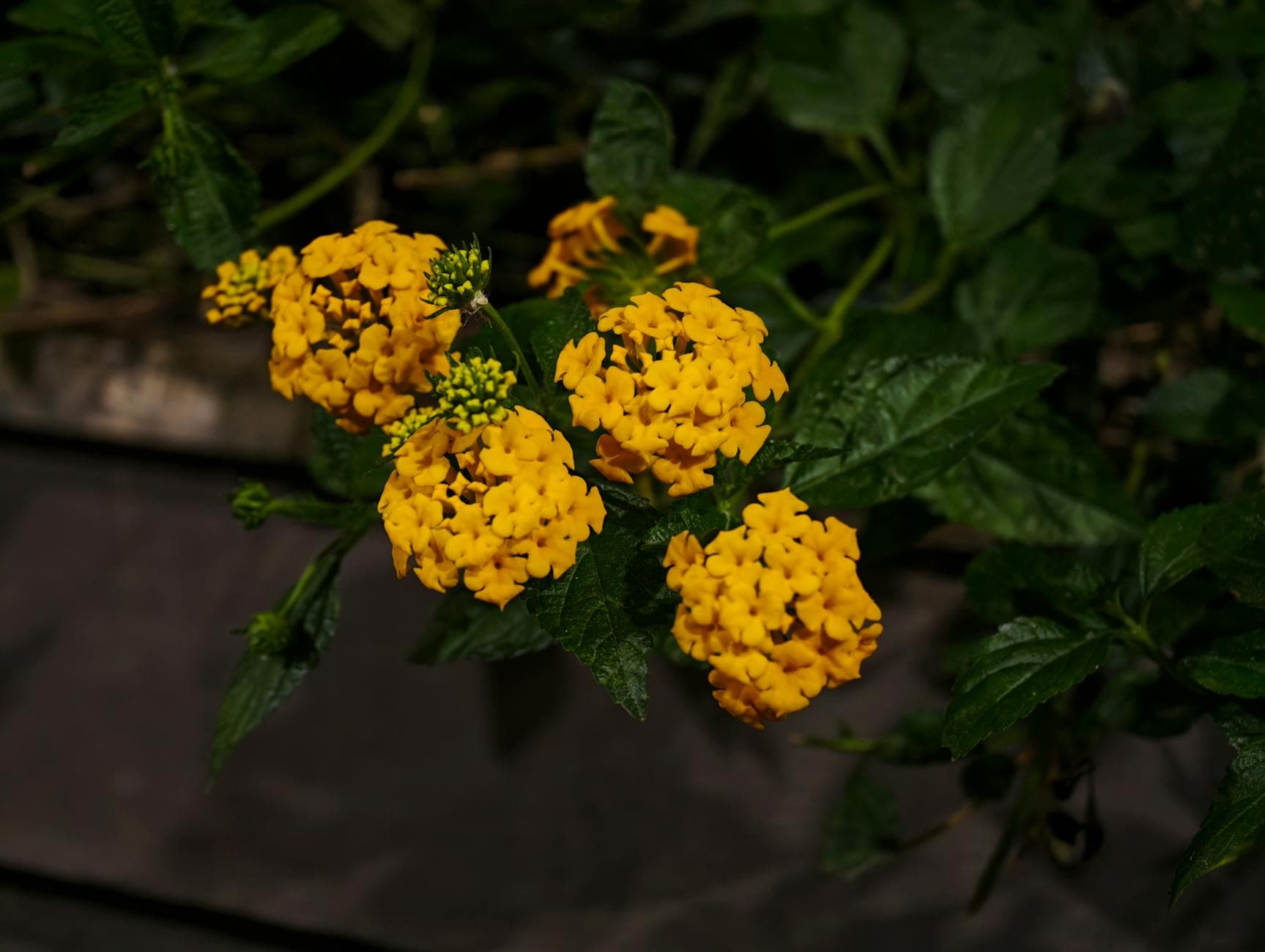 Bellingrath Gardens