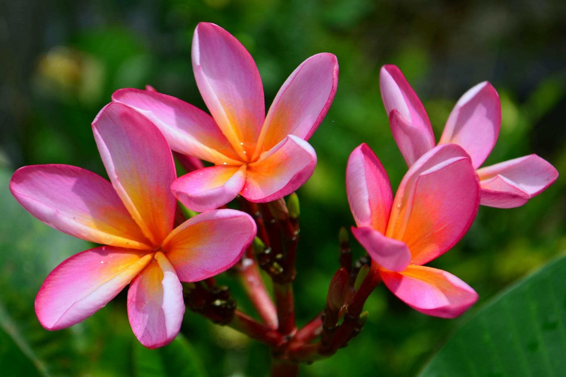 Molokai Plumeria Farm