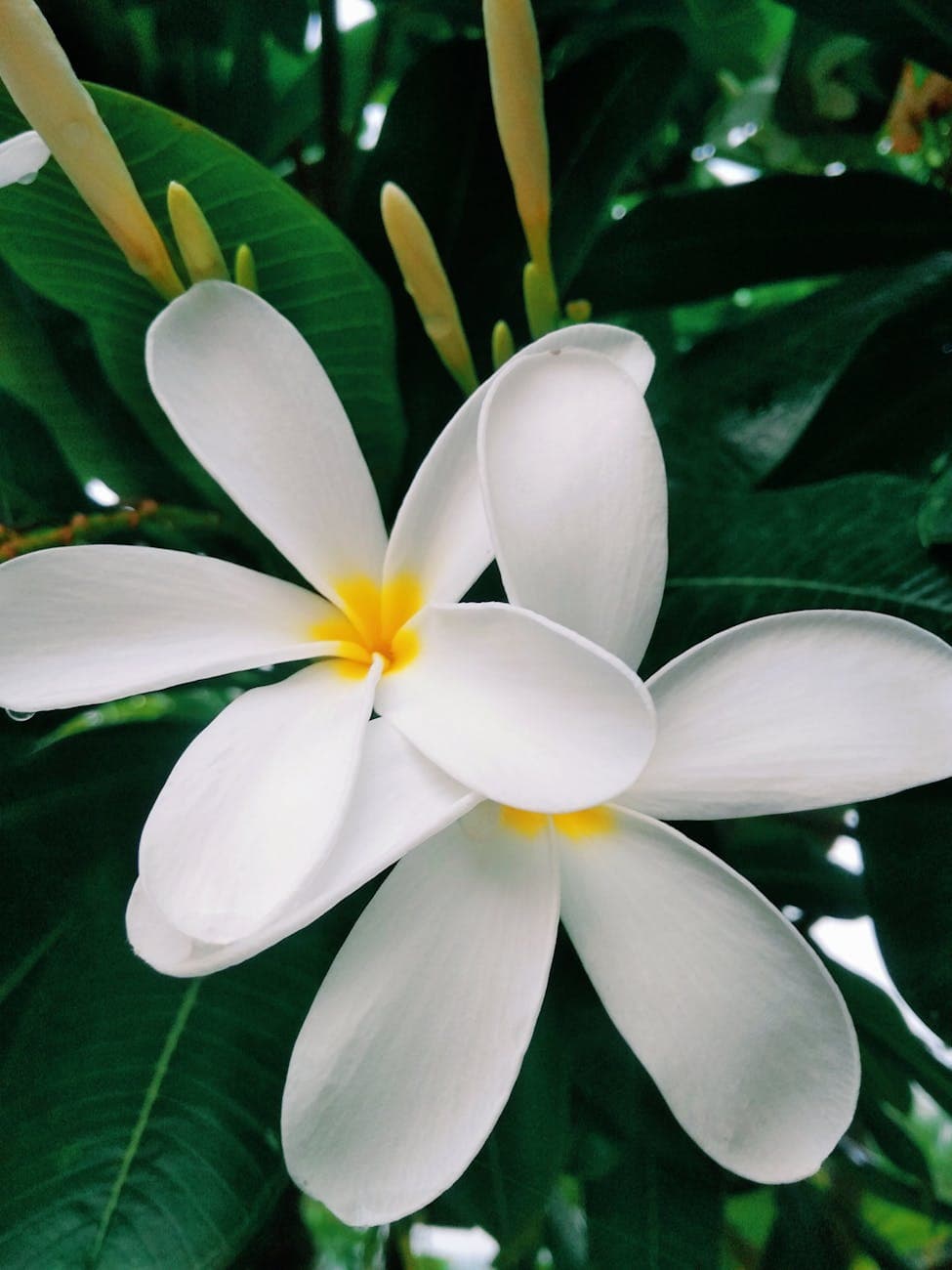 Molokai Plumeria Farm