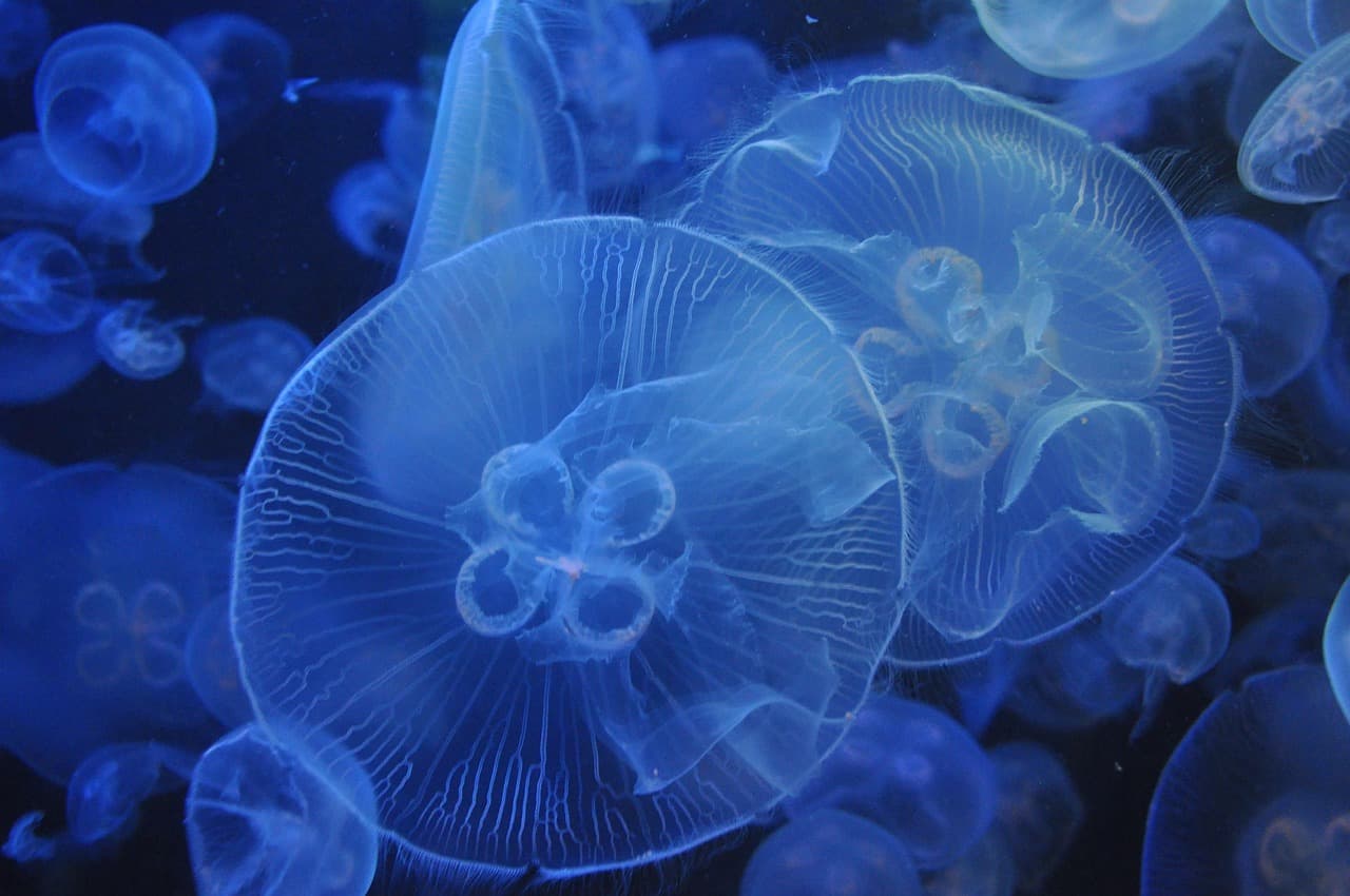 Mystic Aquarium