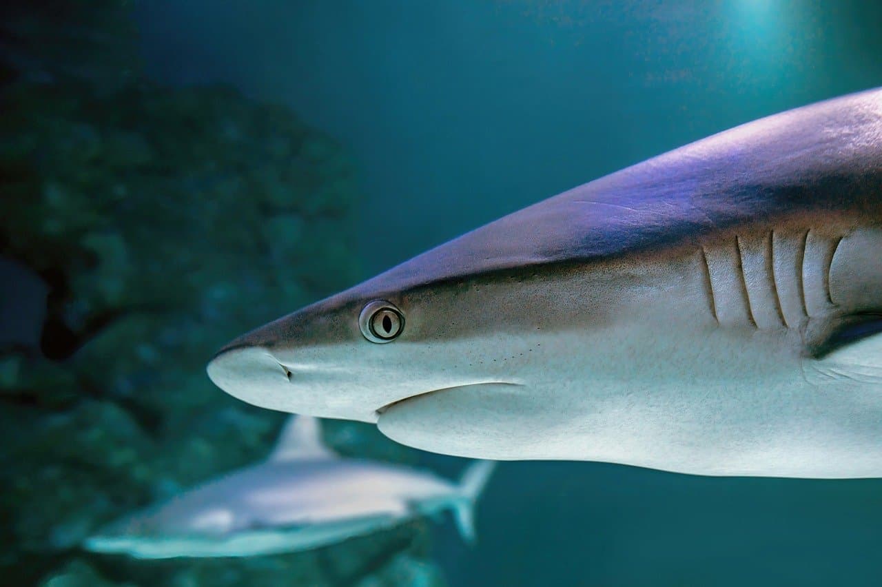 Mystic Aquarium
