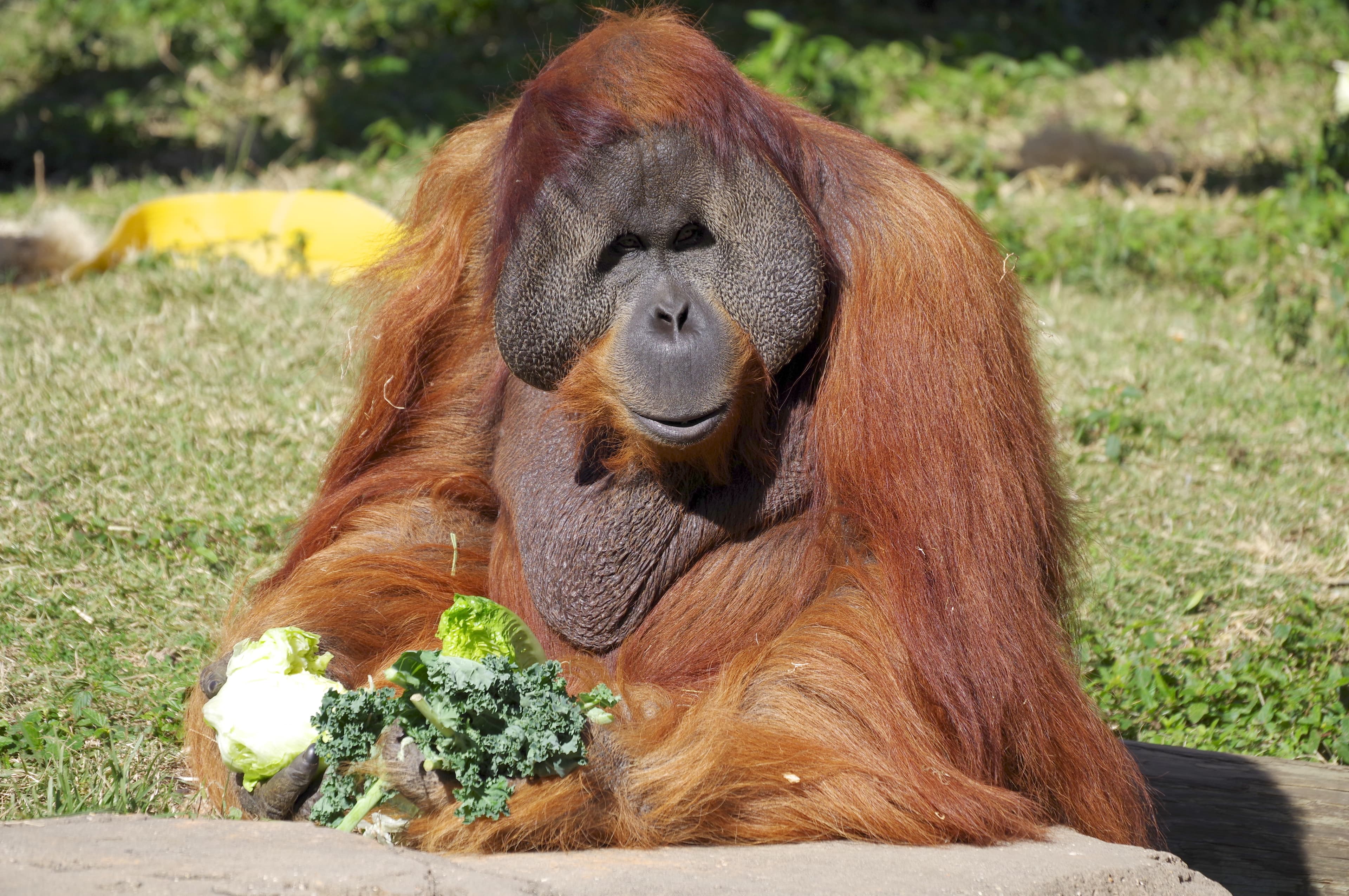 Audubon Zoo