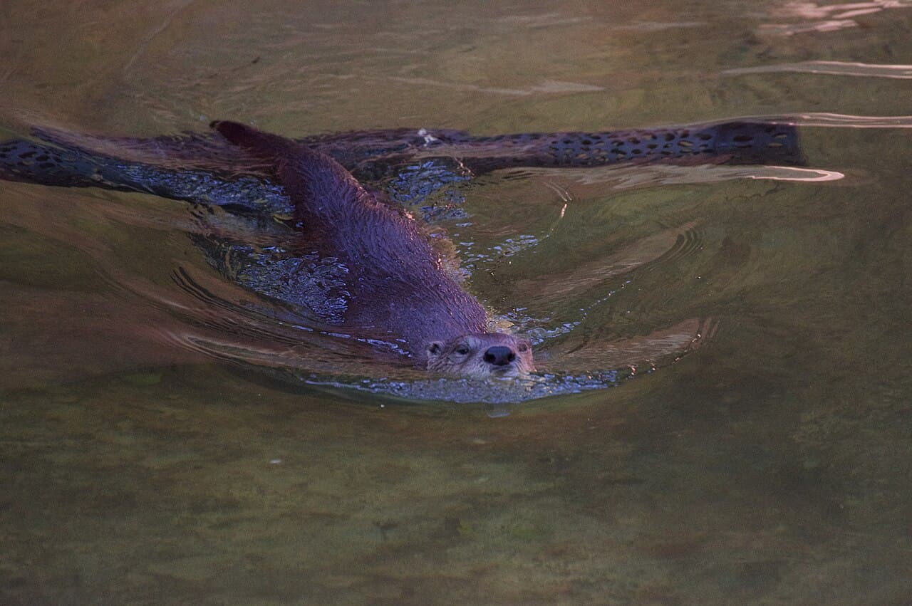 Audubon Zoo