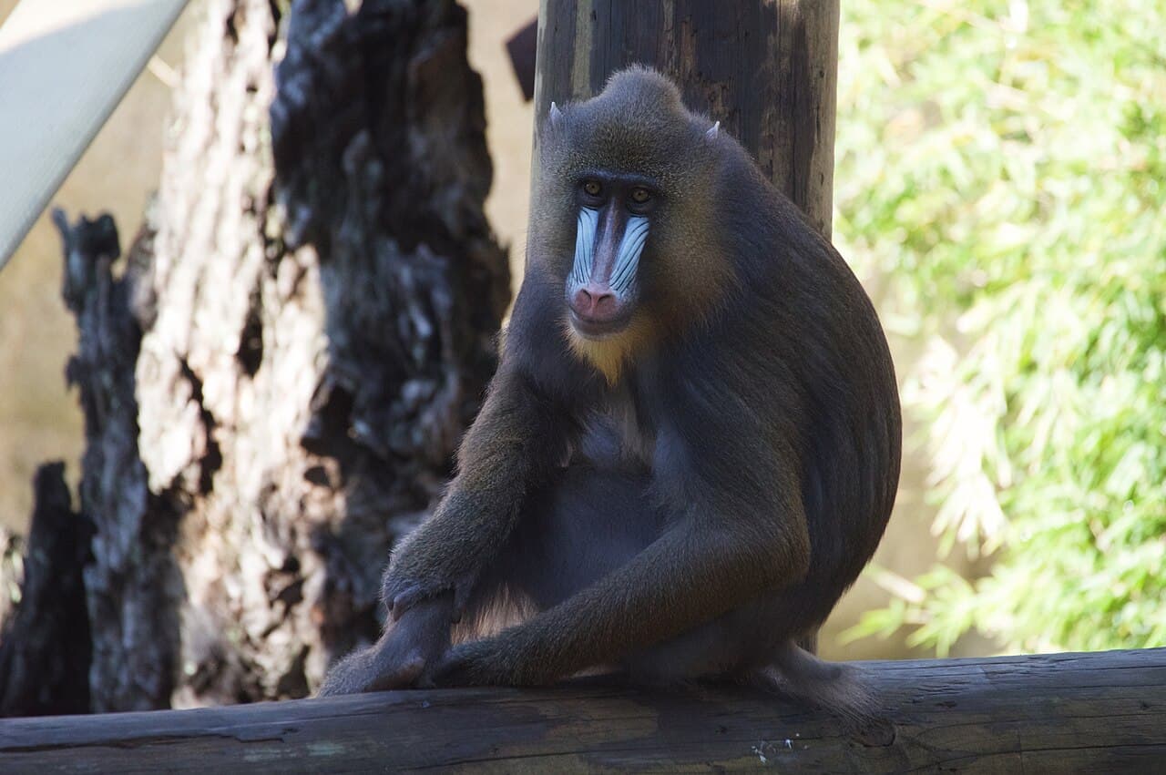 Audubon Zoo