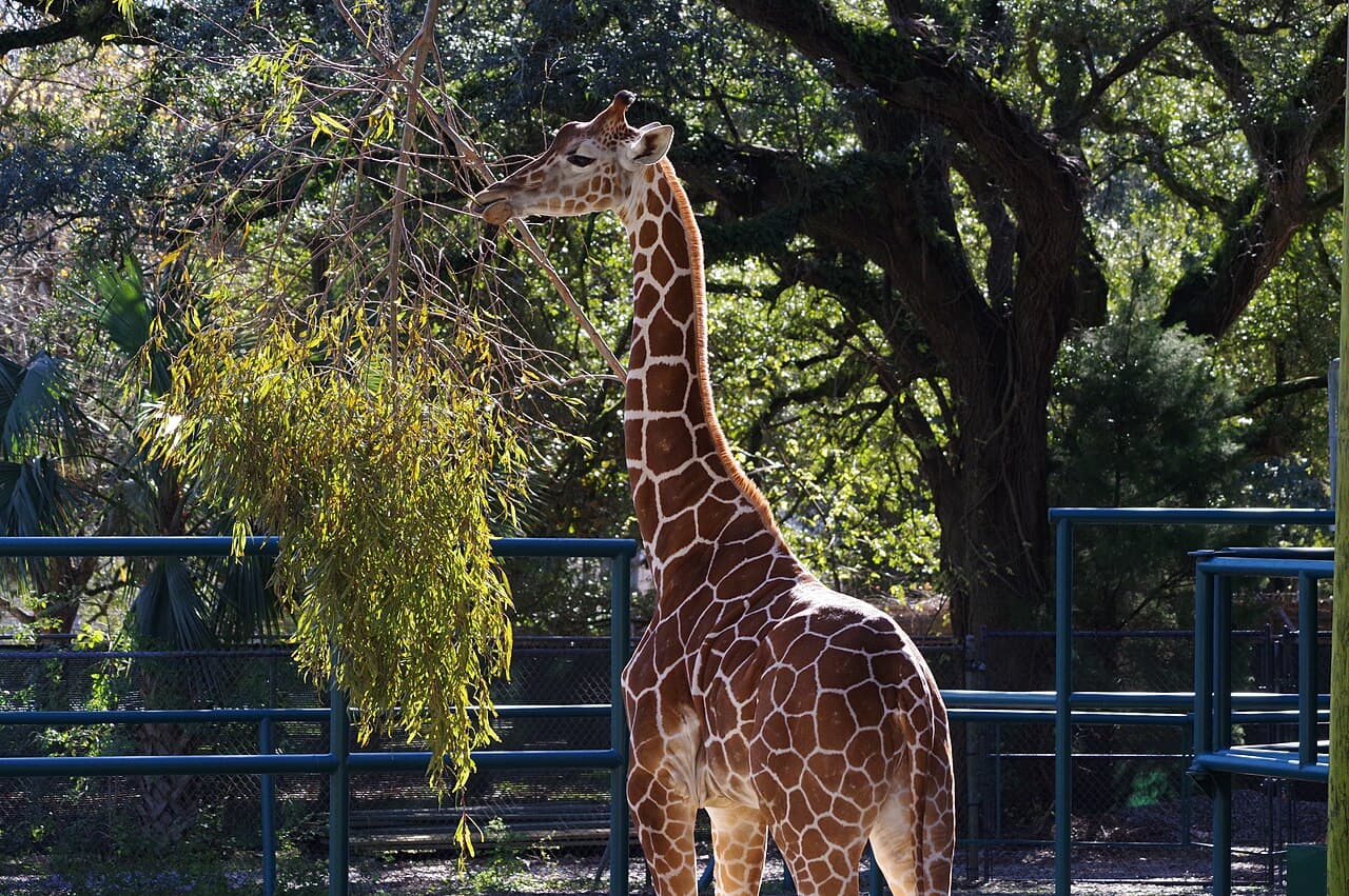 Audubon Zoo