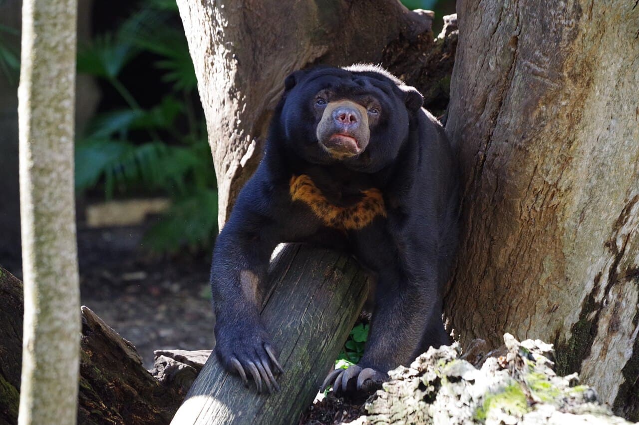 Audubon Zoo