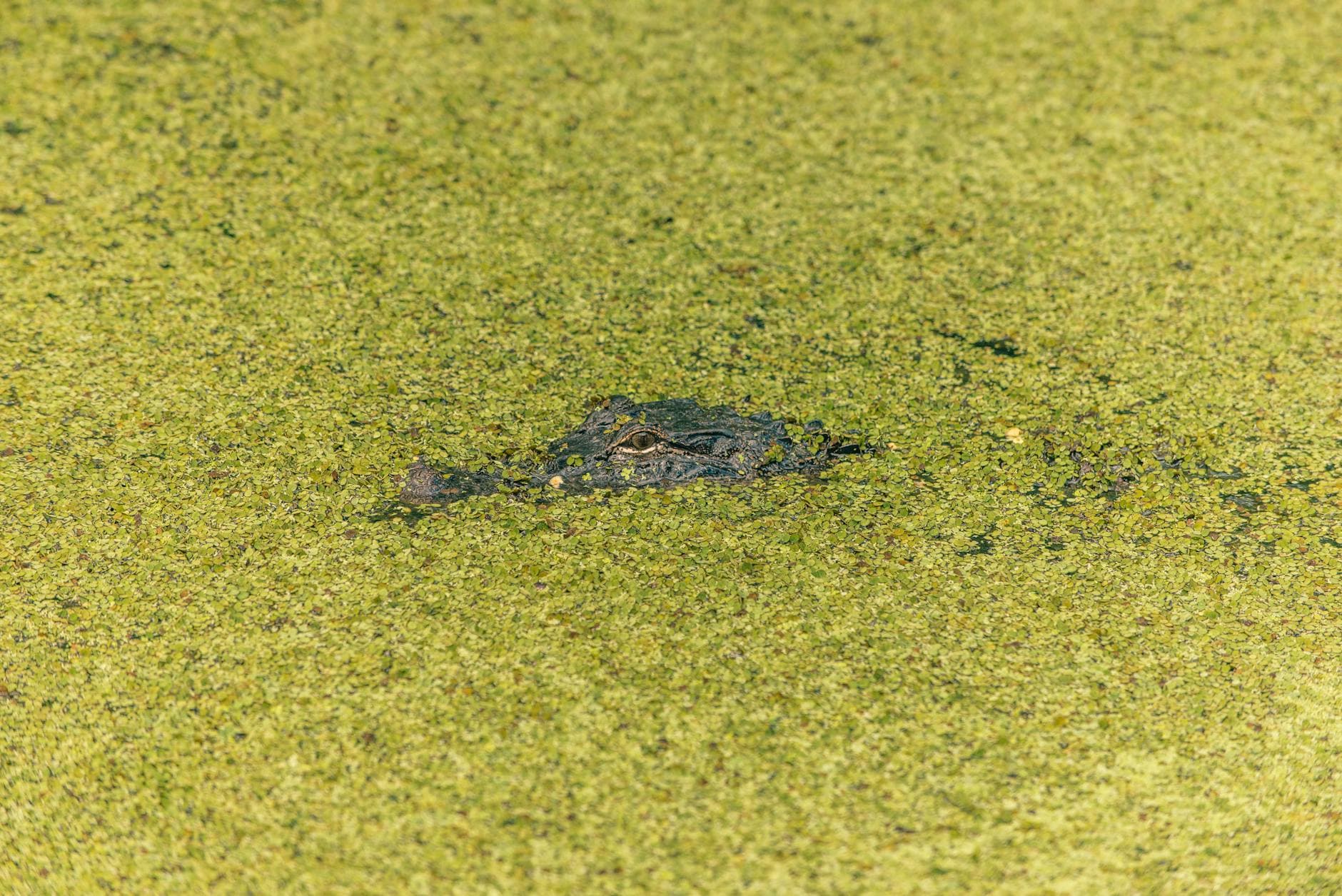 Swamp Tours (Bayou)