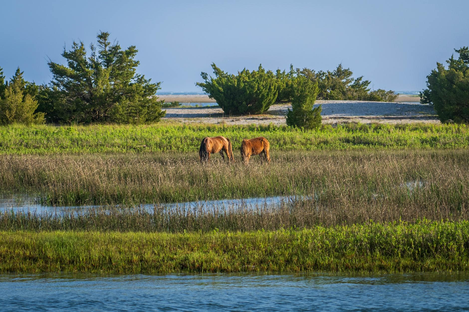 Assateague Island NS (MD side)