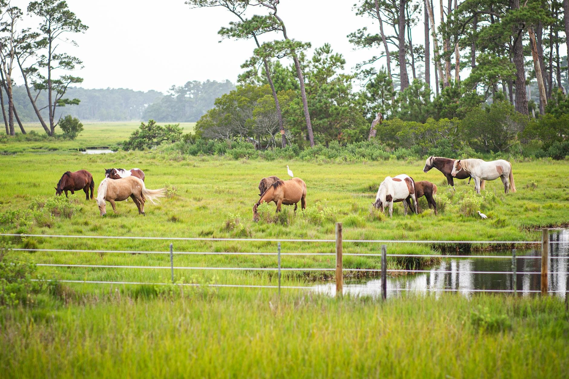 Assateague Island NS (MD side)