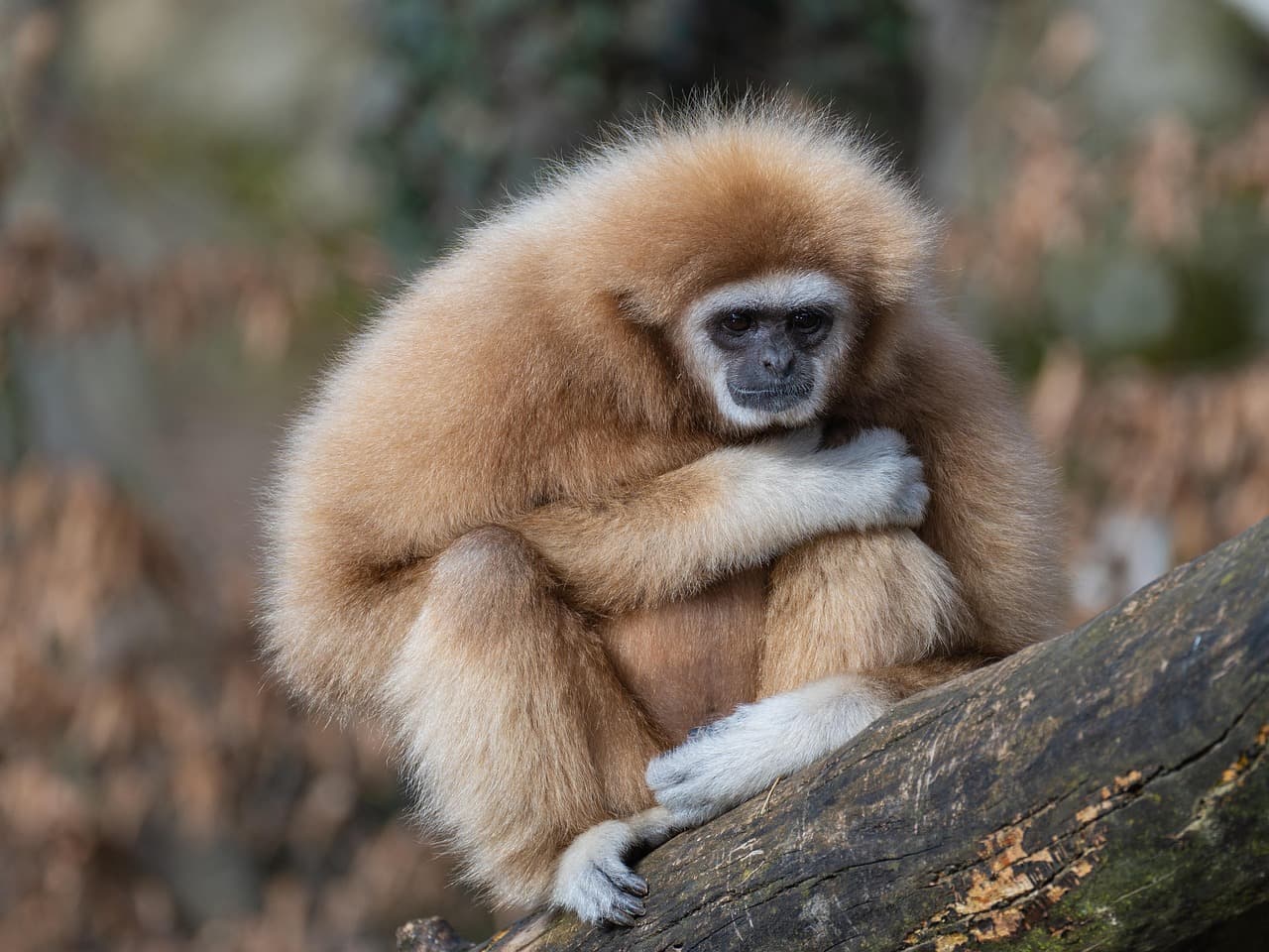Henry Doorly Zoo