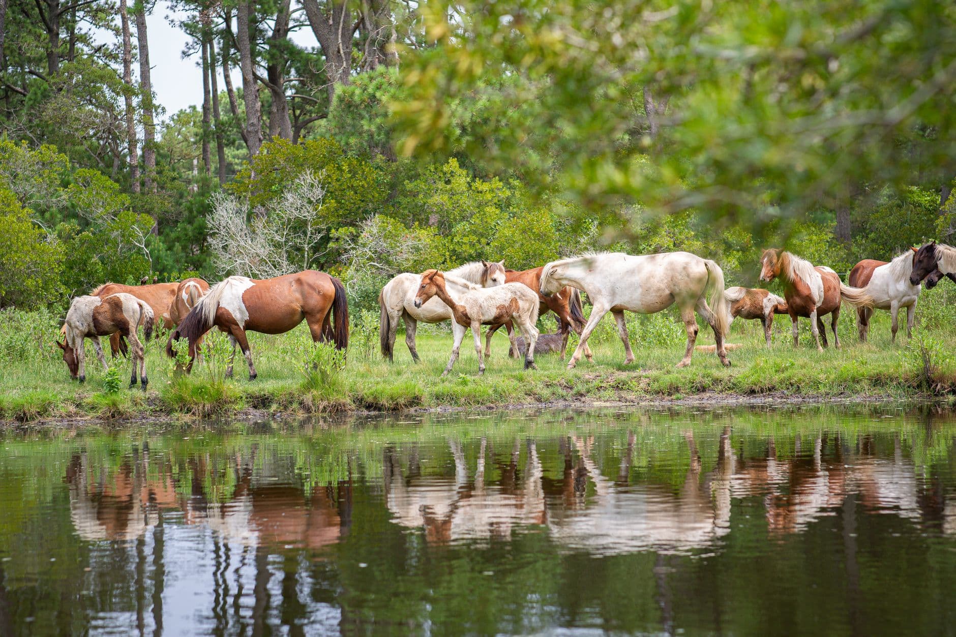 Ocracoke Wild Horses