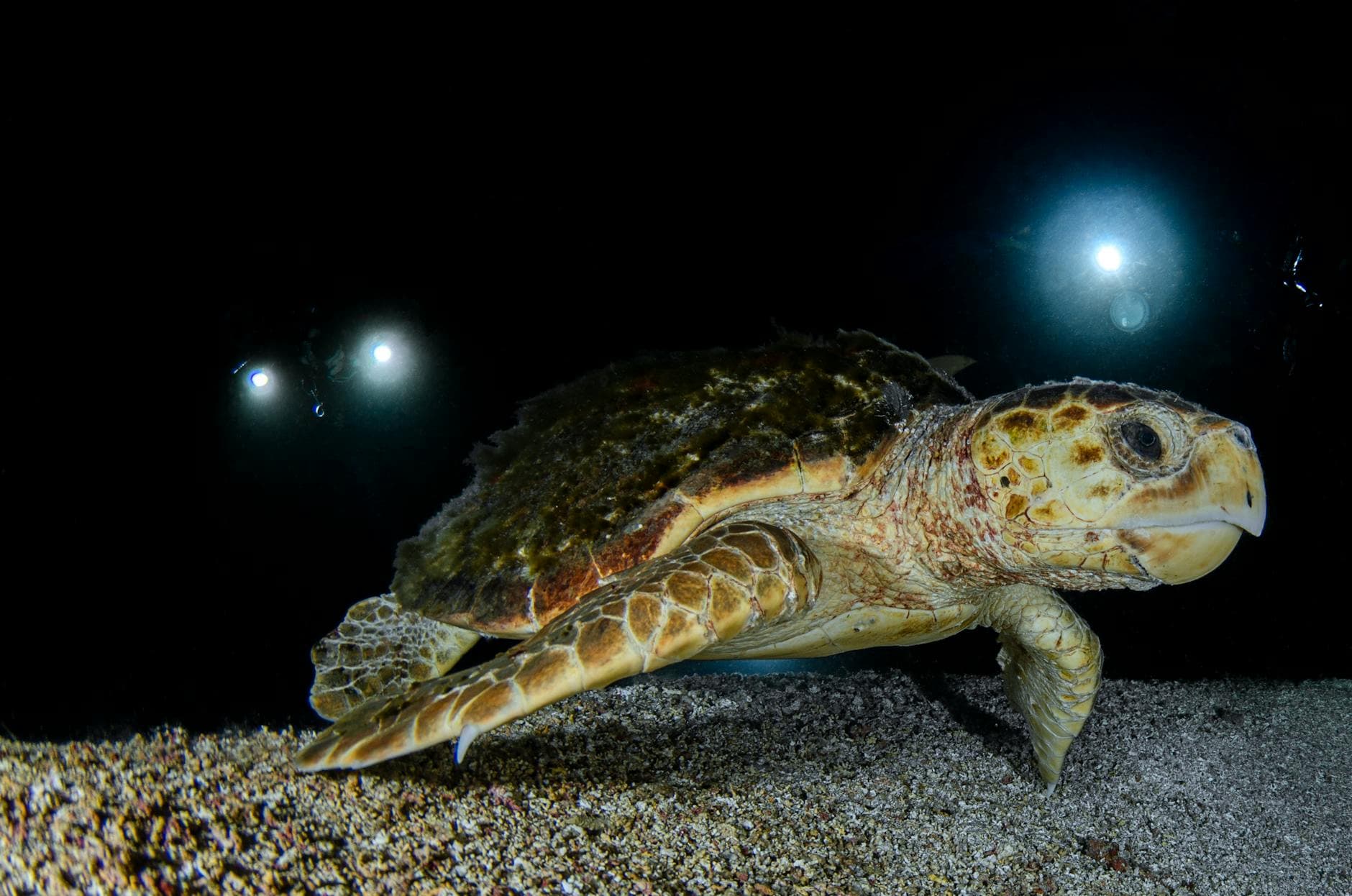 Loggerhead Marine Life Center
